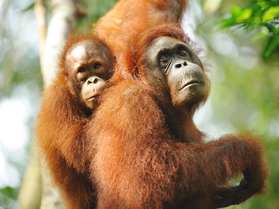 オランウータン 動物ツアー マレーシアの観光 ツアーの予約 Veltra ベルトラ