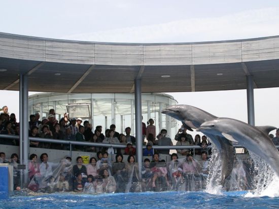 別府市内発着貸切観光タクシー　2～3時間プラン　迫力満点！サルで有名な高崎山＆セイウチのショーが人気のうみたまごめぐり＜最大9名乗車可＞by トラベルネット