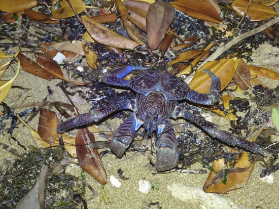 星空観賞＆ナイトサファリ　星降る夜にホタル・オオコウモリ・ヤシガニと出会うツアー ＜当日予約OK／市街地ホテル送迎可＞