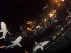 Divers Den - Sharks in the dark (100 of 13)