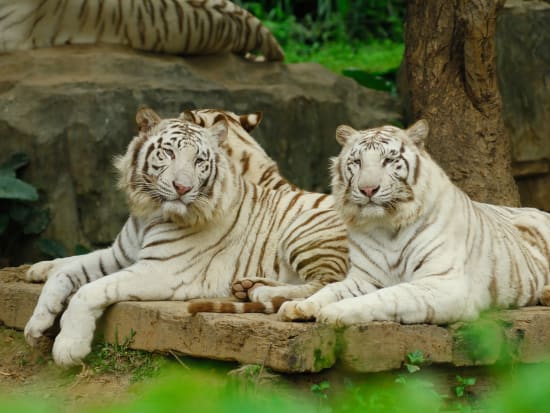 Thailand_Chiang Mai_White tiger at zoo_shutterstock_53686405