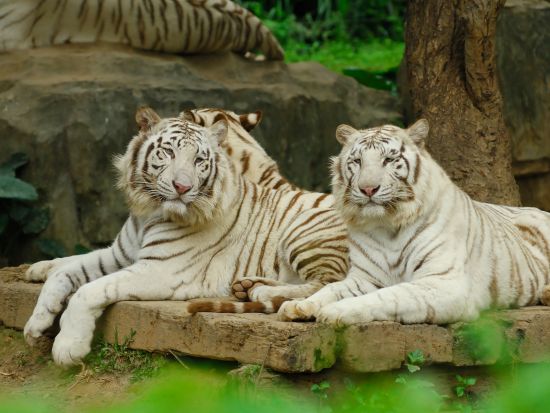 【チェンマイ発】ナイトサファリ　トラムで夜の動物観察！＜日本語ガイド／ホテル送迎／夕食付＞