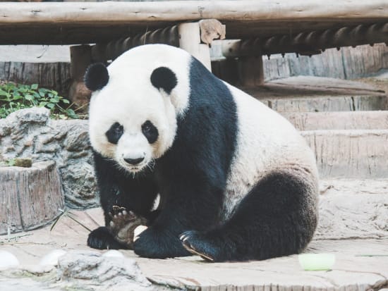 Thailand_Chiang Mai_Panda at zoo_shutterstock_582101065