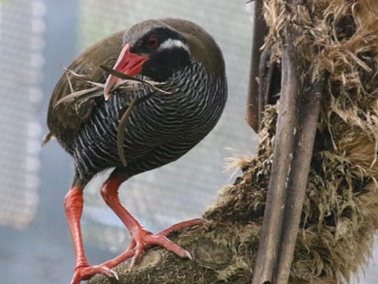 やんばる国立公園バスツアー　ASMUI Spiritual Hikes（旧 大石林山）散策＋沖縄最北端「辺戸岬」をめぐる＜海鮮ランチ付き／那覇発／2歳以下無料＞