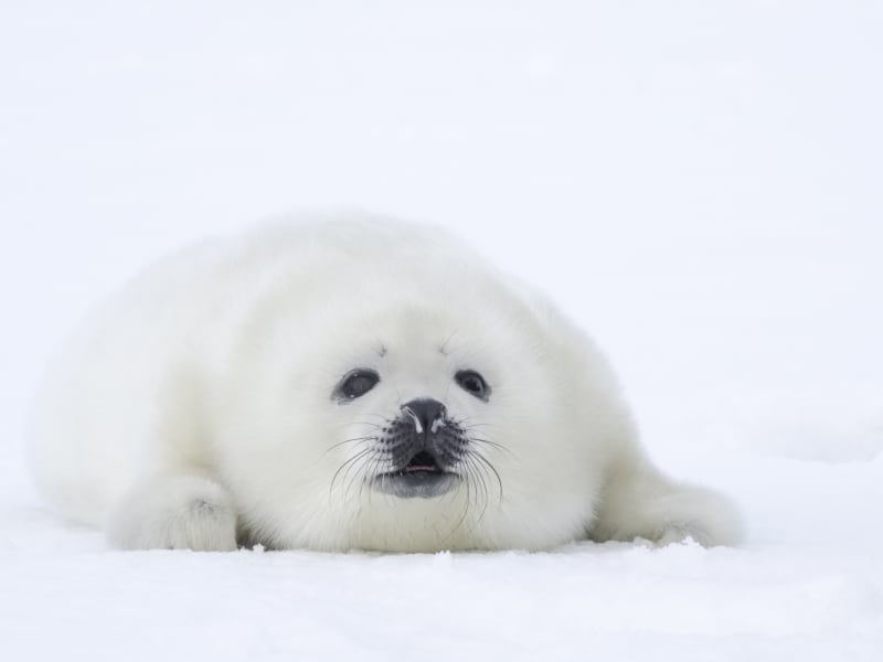 Generic_Animal_Harp seal pups_shutterstock_260379761