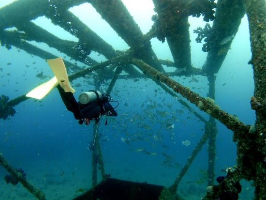 ファンダイビング 初島 マクロからワイドまで豊富！ボートダイブ並みのダイナミックな海＜ビーチ／2ダイブ／熱海発＞by バラクーダ・ダイビングサービス