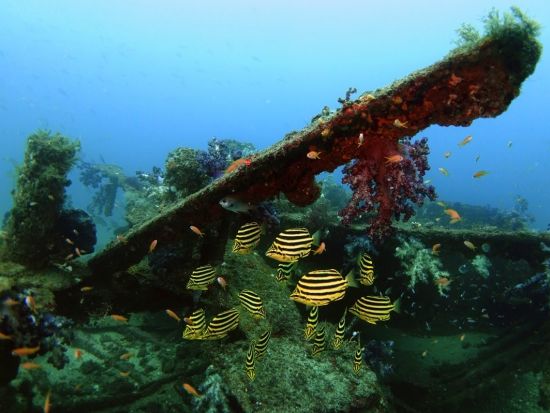 ファンダイビング 初島 マクロからワイドまで豊富！ボートダイブ並みのダイナミックな海＜ビーチ／2ダイブ／熱海発＞by バラクーダ・ダイビングサービス