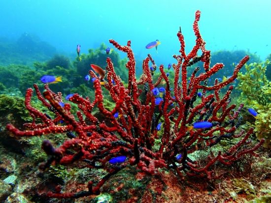 ファンダイビング 初島 マクロからワイドまで豊富！ボートダイブ並みのダイナミックな海＜ビーチ／2ダイブ／熱海発＞by バラクーダ・ダイビングサービス