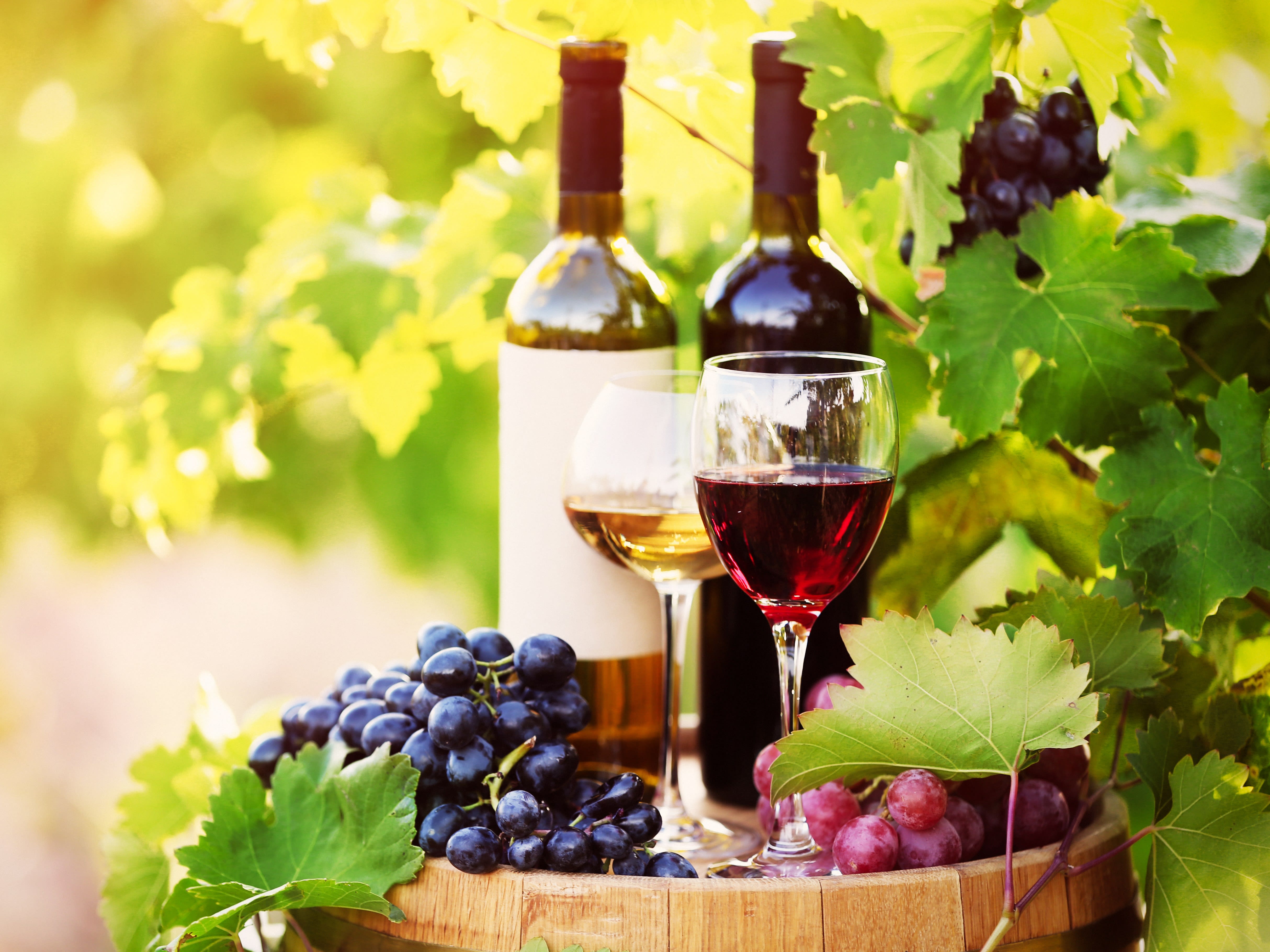 【WINE  GRAPES】ワイン用葡萄品種大事典 1 368品種の完全ガイド