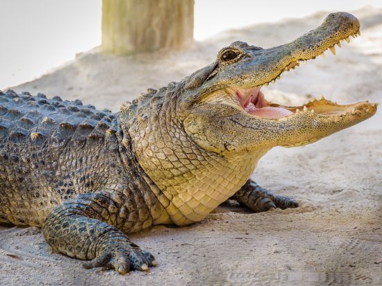 世界遺産 エバーグレーズ国立公園　エアボート乗船＆アリゲーターショー鑑賞ツアー ＜半日／日本語ドライバーガイド＞