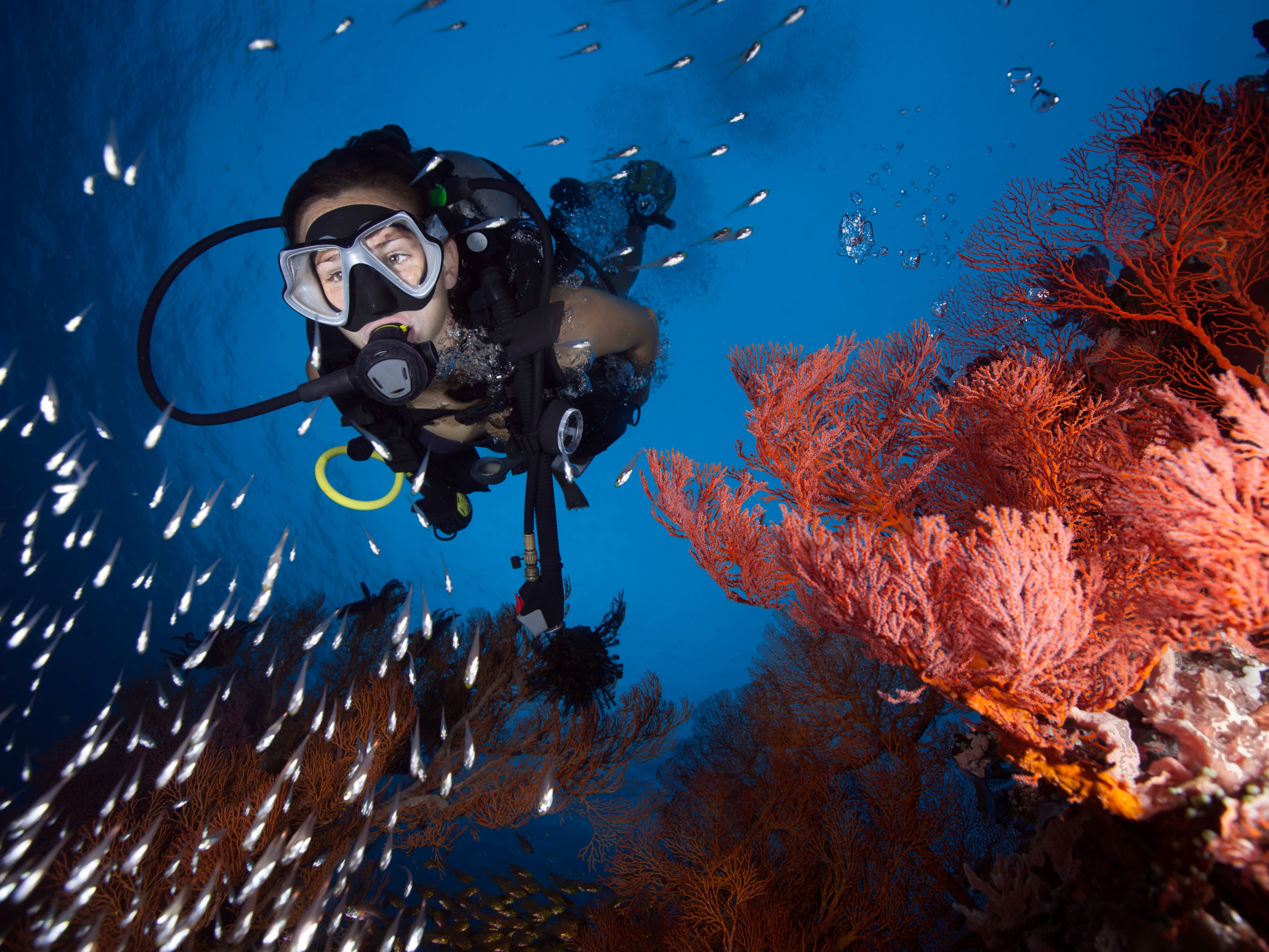 PADI ダイビングライセンス取得コース 初めてのライセンスからアドバンス、ステップアップまで＜ホテル往復送迎付／日本語＞ by バリ・インターダイブ  | バリ島の観光・オプショナルツアー専門 VELTRA(ベルトラ)