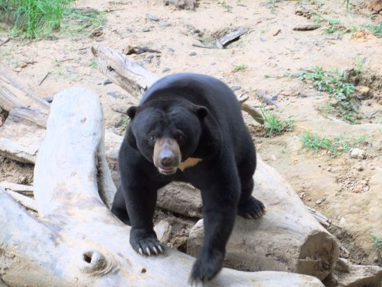 ロッカウィ野生動物園＆コタキナバル市内　半日観光ツアー ＜昼食付き／日本語ガイド／コタキナバル発＞
