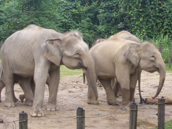 ロッカウィ野生動物園＆コタキナバル市内　半日観光ツアー ＜昼食付き／日本語ガイド／コタキナバル発＞