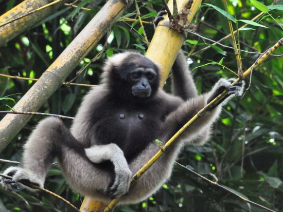 ロッカウィ野生動物園＆コタキナバル市内　半日観光ツアー ＜昼食付き／日本語ガイド／コタキナバル発＞