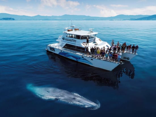 _Auckland Whale _ Dolphin Safari - HERO edit