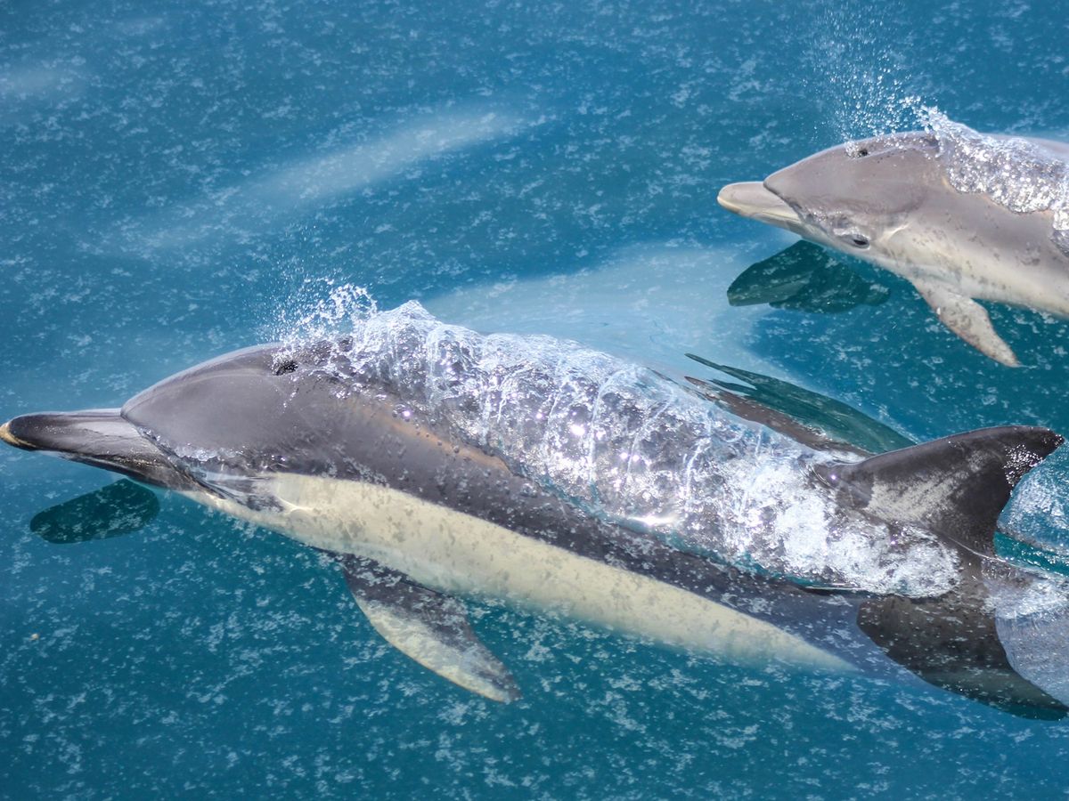 イルカ／ホエール ウォッチング | ニュージーランド 旅行の観光