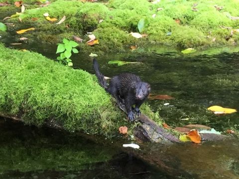 釧路川カヌーツアー  屈斜路湖から釧路川源流へ 幻想的な世界へと出発！＜貸切／ガイド付き／ドライスーツレンタル／弟子屈町＞