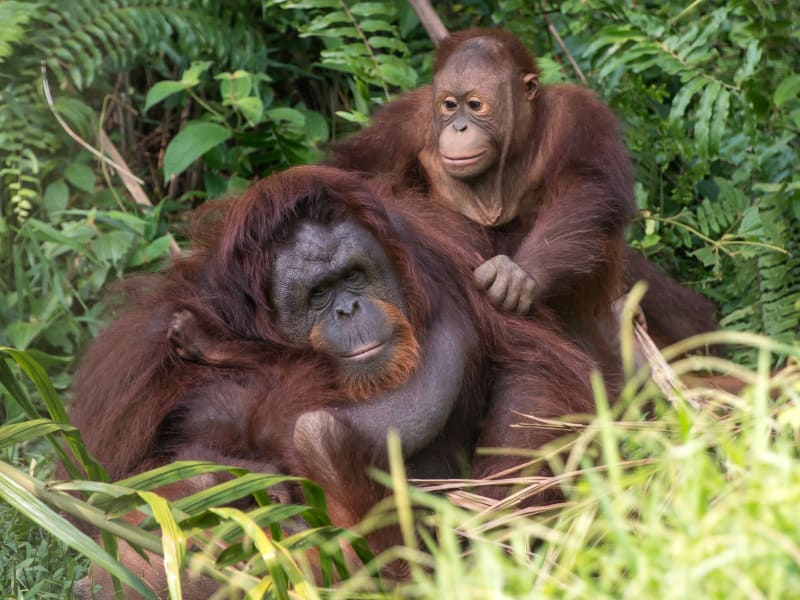 Malaysia_Orangutan at the Conservation Island at Bukit Merah_shutterstock_138967241