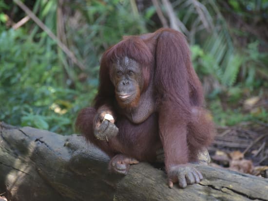 オランウータン 動物ツアー マレーシアの観光 ツアーの予約 Veltra ベルトラ