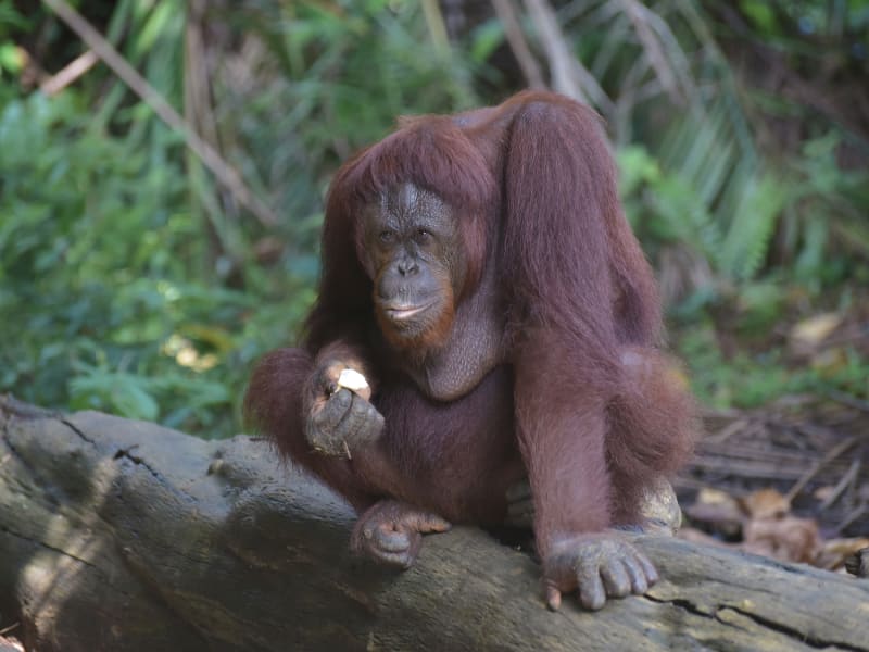 Malaysia_Orangutan at the Conservation Island at Bukit Merah_shutterstock_573554992