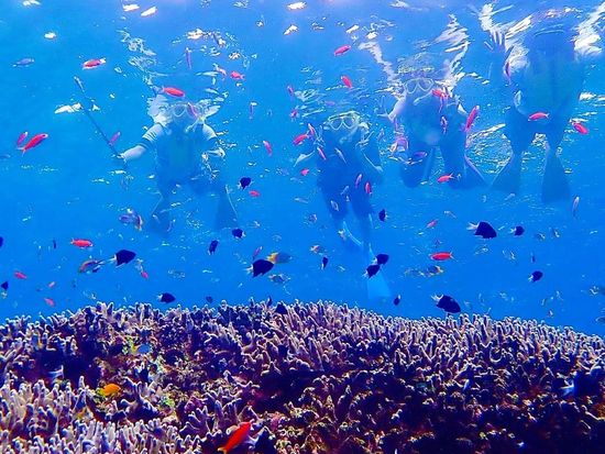 竭｡繝昴う繝ｳ繝亥芦逹縲る搨縺ｮ豢樒ｪ滓爾讀懶ｼ・す繝･繝弱・繧ｱ繝ｪ繝ｳ繧ｰ繧ｹ繧ｿ繝ｼ繝・