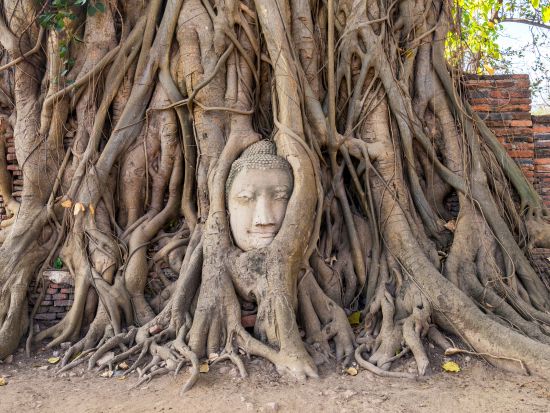 朝ゆったり出発！アユタヤ5大遺跡観光ツアー アフタヌーンティー付プラン・空港発プランあり ＜午前／日本語＞