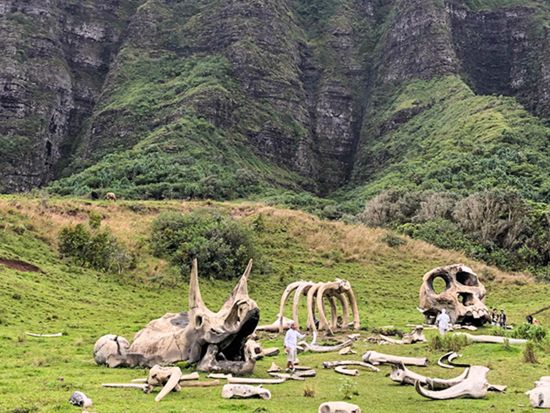 クアロア・ランチ　四輪バギー乗車（2時間または3時間）ガイドの運転で人気映画のロケ地にもなった絶景の中をドライブ！＜午前・午後／送迎付きプランあり＞