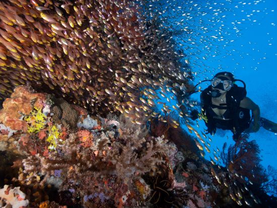 ファンダイビング お姫様・殿様ダイブ！年中マンタに会えるヌサ・ぺニダ、沈船など＜ビーチ or ボート／2ダイブ＞by ポニ・ダイバーズ・バリ