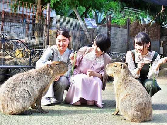 img_izu_shaboten001_735_480