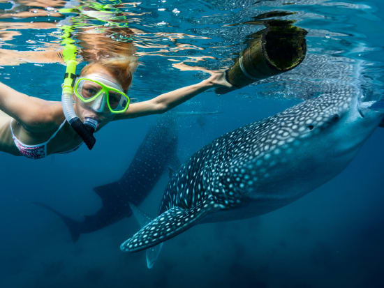 Snorkel with whale sharks_123RF_31293592