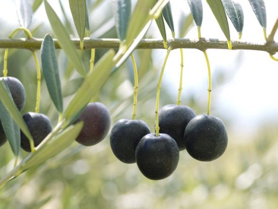 小豆島1日バスツアー オリーブ公園＋寒霞渓＋二十四の瞳映画村＋小豆島佃煮の郷 一徳庵＋小豆島大観音＜土庄港発・銀波浦or土庄港着＞