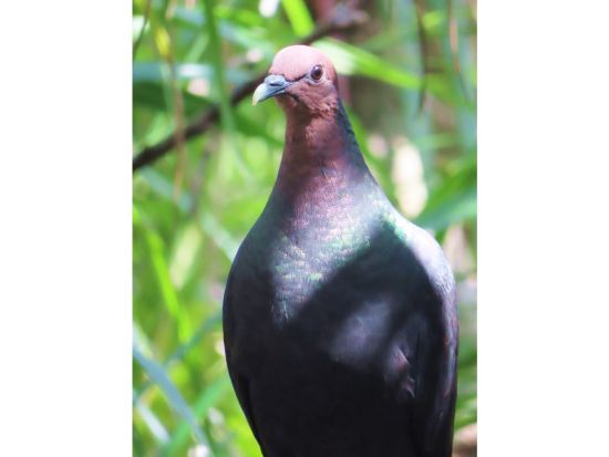 父島 島内観光ツアー 半日で楽しむ絶景ウォーキングツアー 午後プランは入島日の参加OK＜父島内送迎付／小笠原諸島・父島発＞by 小笠原ボニネンシストラベル