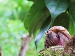 IMG_0996ヤドカリ