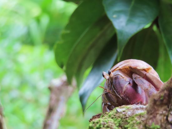 父島 島内観光ツアー 展望台からの絶景と自然を満喫！しっかり楽しむ終日ツアー＜1日／父島内送迎付／小笠原諸島・父島発＞by 小笠原ボニネンシストラベル