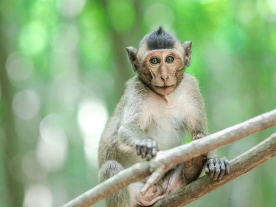 カンザー国立公園　マングローブ林観光ツアー　ワニ釣り体験も可能＜貸切／現地ガイド 日本語可／ベトナムシーフードランチ＞
