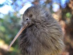 Te+Puia+Kiwi+and+Nature+(2)