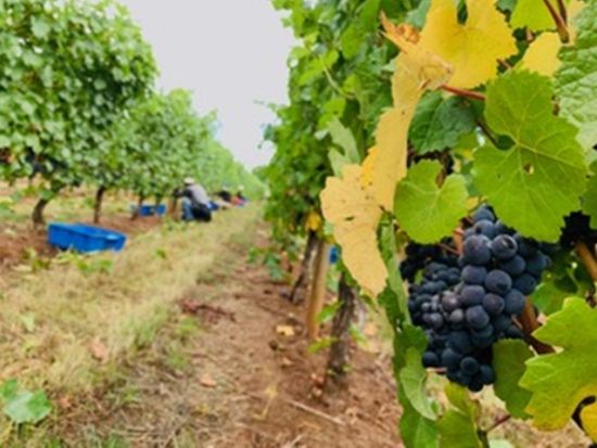 オレゴン州ワイナリー　ピノ・ノワールの銘醸地で2軒のワイナリー巡りとポートランドのワインバー ＜試飲付き／日本語ガイド＞