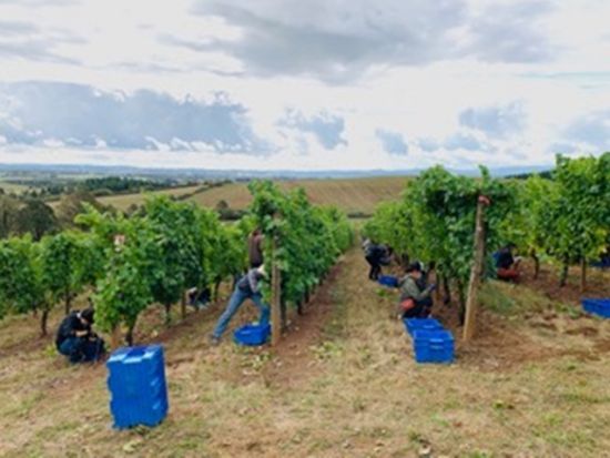 オレゴン州ワイナリー　ピノ・ノワールの銘醸地で2軒のワイナリー巡りとポートランドのワインバー ＜試飲付き／日本語ガイド＞