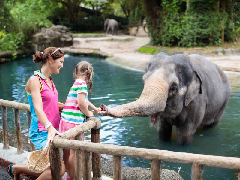 Singapore_Zoo_Elephant feeding_shutterstock_1142314859