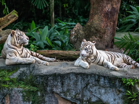 Singapore_Zoo_White tigers_shutterstock_599944262