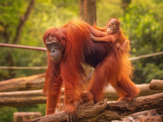 Generic Photos_Animal_Orangutan_shutterstock_311420567