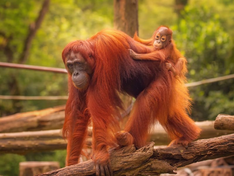Generic Photos_Animal_Orangutan_shutterstock_311420567