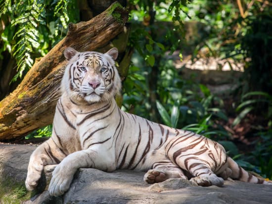Singapore_Zoo_White tiger_shutterstock_454762963