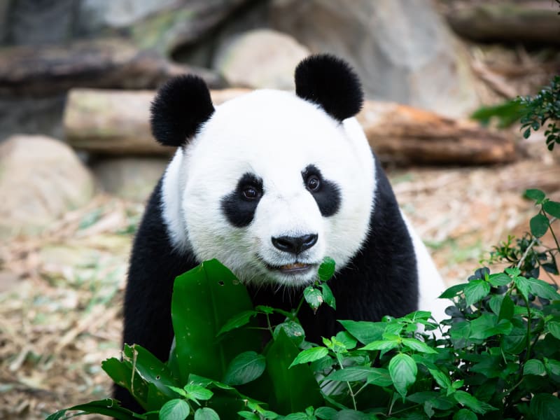 Singapore_Zoo_Panda_shutterstock_744794296
