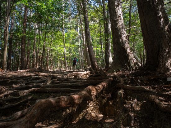 平安衣装体験　世界遺産・熊野古道で自由に撮影　1時間以内で気軽に体験可能＜田辺市＞