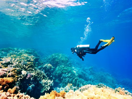 ファンダイビング トランベン／ヌサ・ペニダなど有名スポットへ！器材レンタル込み＜ビーチ or ボート／1～3ダイブ＞by ブルーシーズン・バリ