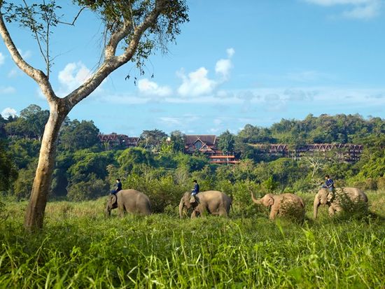 Resort_exterior_and_elephants_S