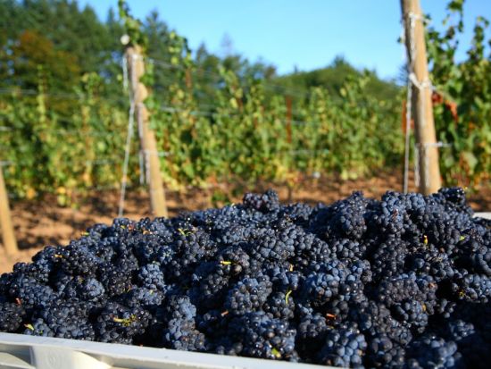 オレゴン州ワイナリー　ピノ・ノワールの銘醸地で2軒のワイナリー巡りとポートランドのワインバー ＜試飲付き／日本語ガイド＞