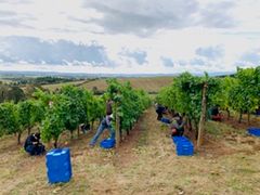 Harvest_Volunteers_2
