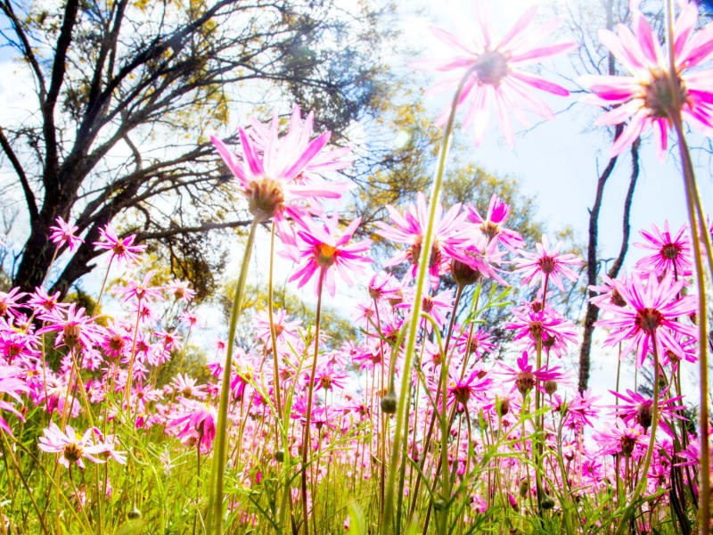 Australia_Western Australia_wildflower_Spring_shutterstock_742862449